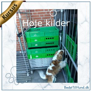Kort kursus, Nose Work, Fokus p� h�je kilder