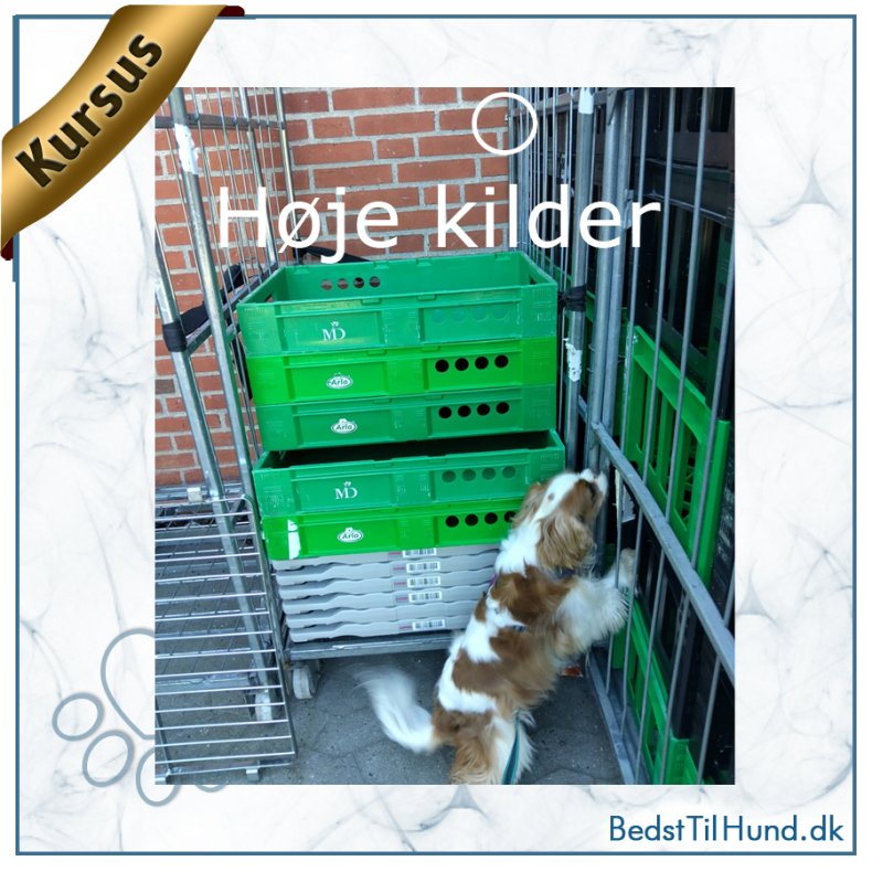 Kort kursus, Nose Work, Fokus p� h�je kilder